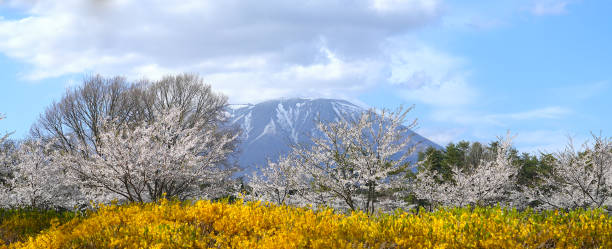 der berg iwate mit kirschblüten und verschiedenen blumen, der im frühling wunderschön blüht. - 2552 stock-fotos und bilder