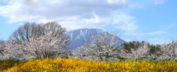 monte iwate com flores de cerejeira e várias flores que florescem lindamente na primavera. - 2552 - fotografias e filmes do acervo