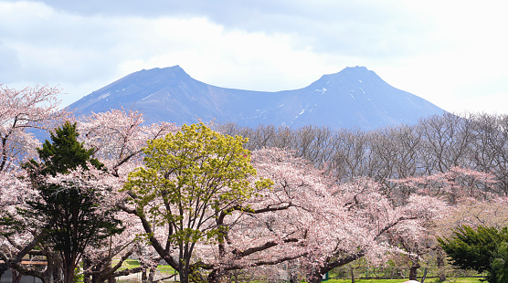 Cherry blossom blooming in Morimachi Oniushi Park and Mt. Komagatake of Mori city in Hokkaido, Japan.