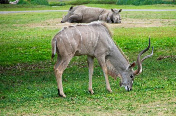 Kudu Eating Kudu Eating Grass kudu stock pictures, royalty-free photos & images