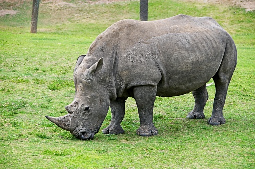 Southern White Rhinoceros eating grass