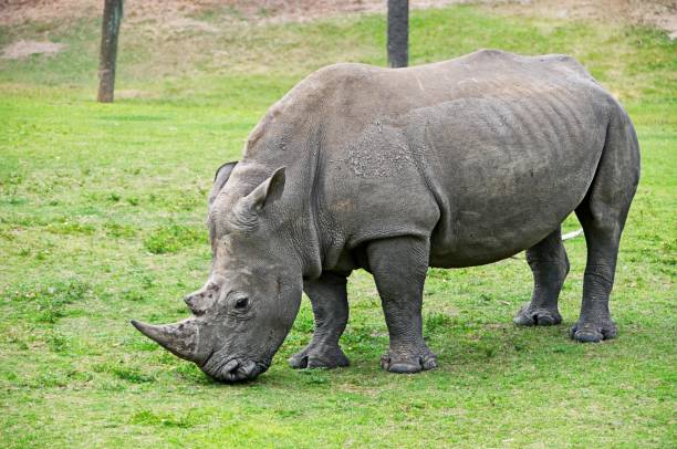 istock Southern White Rhinoceros 1707834388