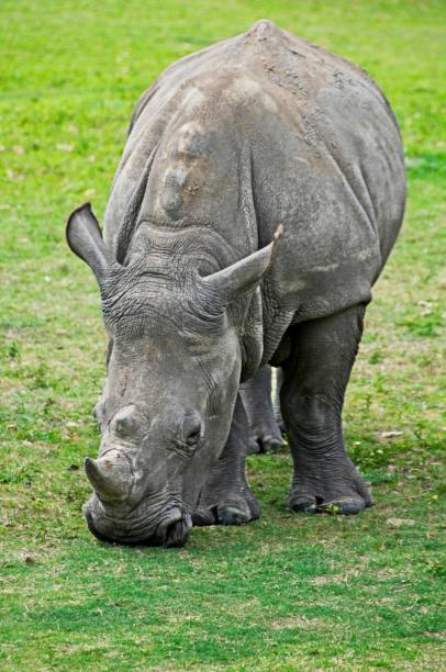 istock Southern White Rhinoceros 1707834399