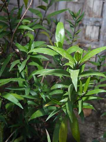 A herbal plant called Justicia gendarussa or (Gandarusa, Willow-leaved Justicia, Water Willow, Daun Rusa, Garda Rusa, Ganda Rusa)