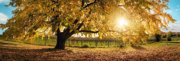 magnifique arbre sous le soleil d’automne - nature sunlight tree illuminated photos et images de collection