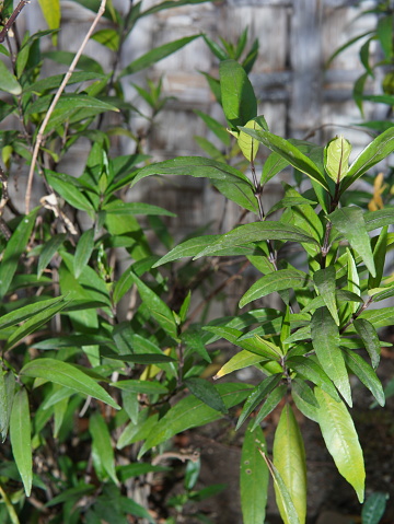A herbal plant called Justicia gendarussa or (Gandarusa, Willow-leaved Justicia, Water Willow, Daun Rusa, Garda Rusa, Ganda Rusa)