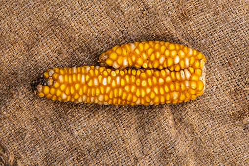 Dried corn on jute sack, top view