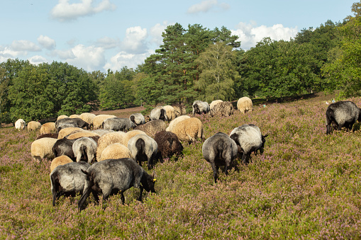 Sheep and goats grazing on heather fields on the outskirt in August on the Fischbeker Heide, Hamburg, Germany.