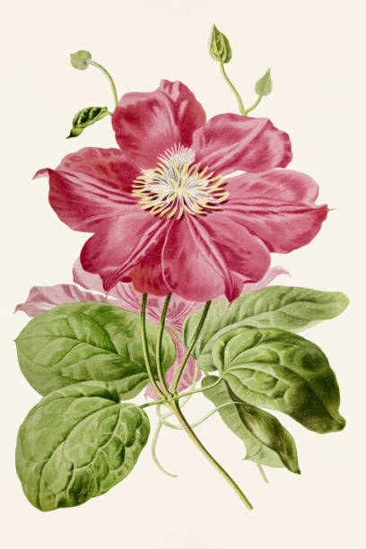 istock Vintage Flowers. 19th-century colorful floral illustration 1707864729