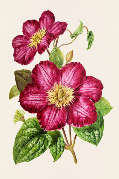 istock Vintage Flowers. 19th-century colorful floral illustration 1707865873