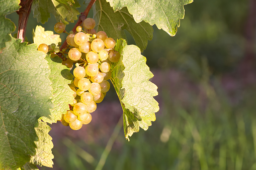 bunch of white grapes close-up