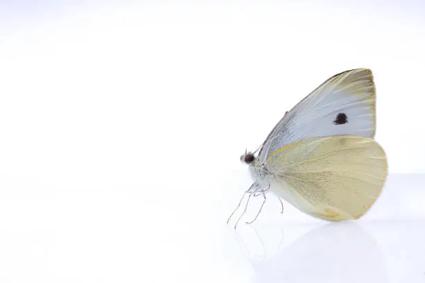 Makro of white butterlfy, cabbage white, on light background, Pieris rapae