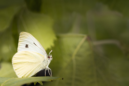 Pieris rapae, the small white. One is flying and one is feeding on the nectar of a daisy.
