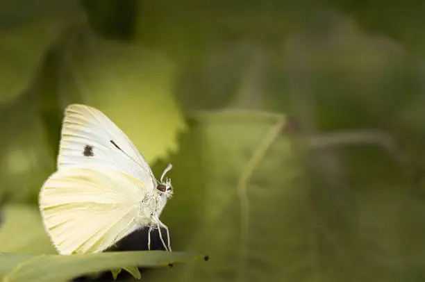 Makro of white butterlfy, cabbage white, sitting in green leaves, Pieris rapae