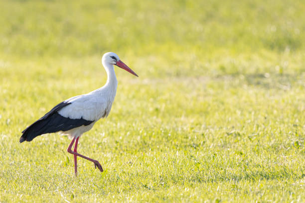 istock White stork striding across a meadow, Ciconia ciconia 1707872084