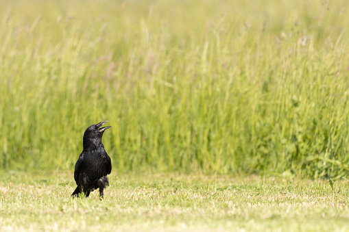 Black bird, corvid, raven, crow, sits in the meadow and calls his friends, Corvus corax
