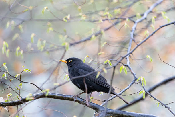 istock Blackbird sitting in the bushes, spring colours, Turdus Merula 1707876158