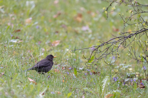 Female blackbird foraging in a colourful spring meadow in the early morning, Turdus Merula