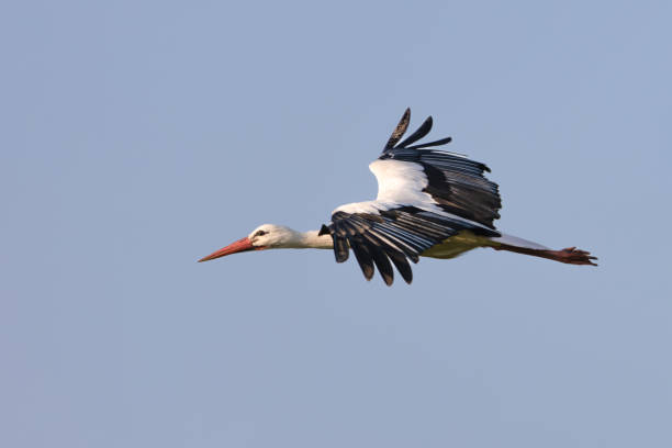 istock White stork in flight against blue sky, Ciconia, ciconia 1707879531