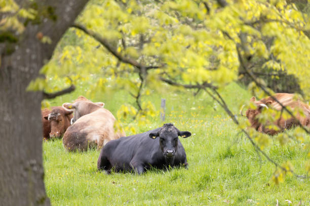 istock Group of cows lying in the spring meadow under trees 1707880510