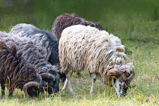 Flock of grazing sheep, Alpine stone sheep, Alpines Steinschaf, with different wool color and large twisted horns, Ovis aries