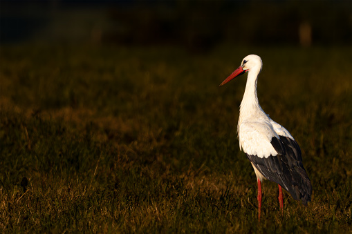 White stork standing in a meadow in the last evening light, dark background, shining bird, Ciconia ciconia