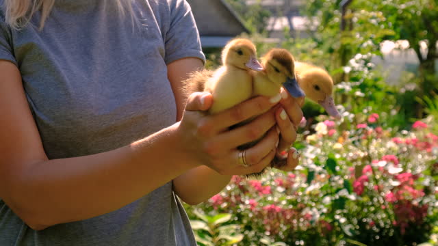 farmer holds ducklings in his hands. Selective focus. Nature.