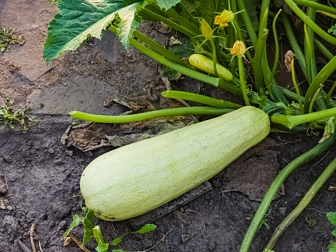 Zucchini grows on the ground in the garden. A huge zucchini grown in the garden to extract seeds for planting.