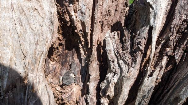 istock Texture of old dried olive tree macro shot 1707904672