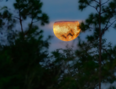 The last supermoon of 2023. Friday morning September 29, 2023. Panama City, Florida. Through trees and clouds