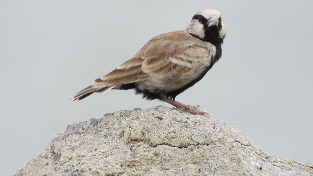 Ashy-crowned Sparrow-Lark bird perched on rock ,last second fly away