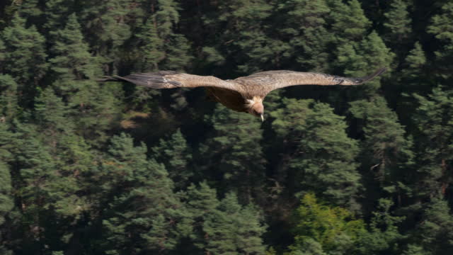 Griffon vulture flying over the Jonte  Gorges, Lozere department, France
