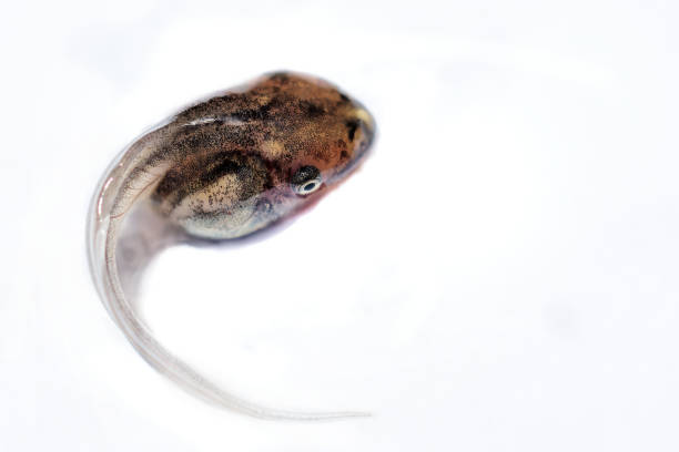 istock Closeup of a tadpole isolated on the white background. 1707935802