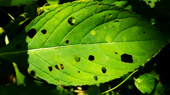 Numerous holes in large leaves that insects must have eaten.