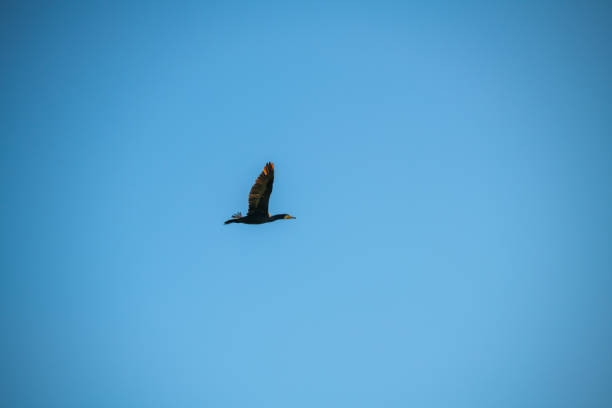 Flight of the duck