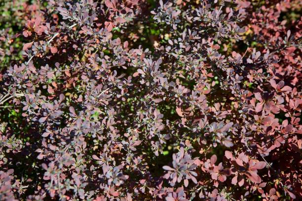 istock The leaves on the bushes like texture. 1707968208