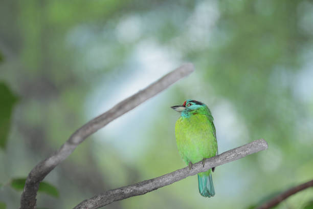 istock Close Up Of Bird Perching On Branch, Chaiyaphum, 1707972824