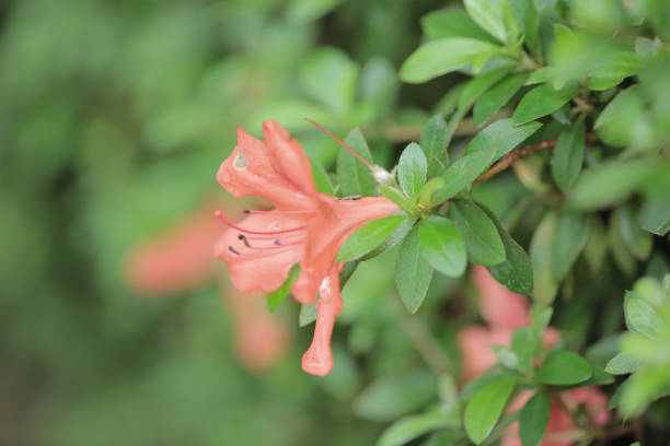 istock branch with a tender fragrant red flowers Azalea. 1707972833