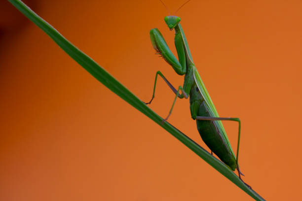 European mantis (Mantis religiosa) on orange background stock photo