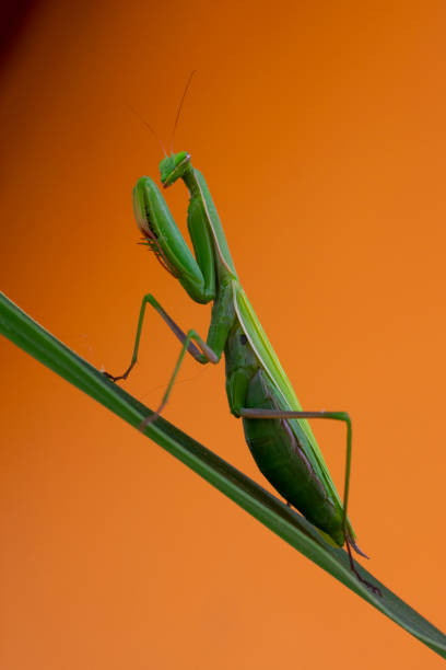 European mantis (Mantis religiosa) on orange background stock photo