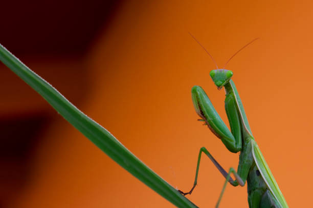 European mantis (Mantis religiosa) on orange background stock photo