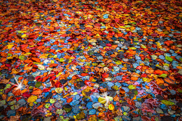 istock Colorful Autumn Leaves Concept 1707980511