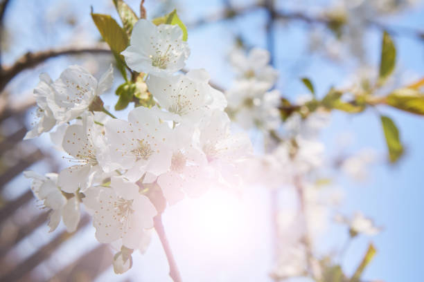 istock A branch of a flowering tree in a garden or forest. 1707984626