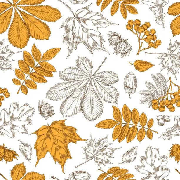 Vector illustration of Seamless autumn pattern with autumn leaves on white, vector background