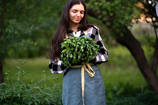 female gardener holding a bouquet of homegrown parsley or cilantro herb, autumn harvest