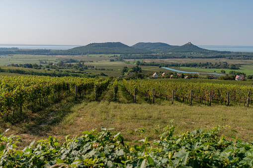 Vineyards in the Balaton Uplands