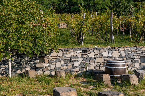 Vineyard with a barrel in the Balaton Uplands