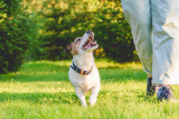 istock Woman with well trained dog doing walking on heel exercise on summer day 1707992065