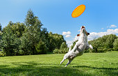 Dog sport background. Agile dog being trained to catch flying disc on beautiful summer day