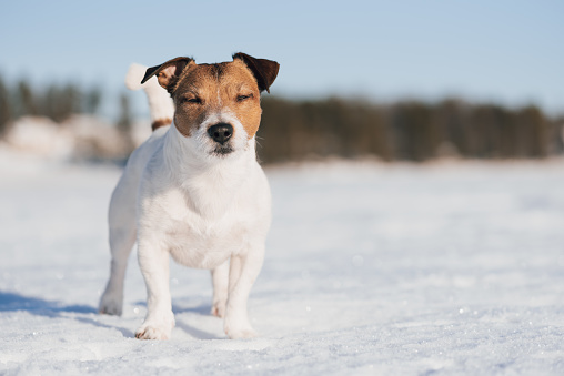 Jack Russell Terrier dog with closed eyes on winter day